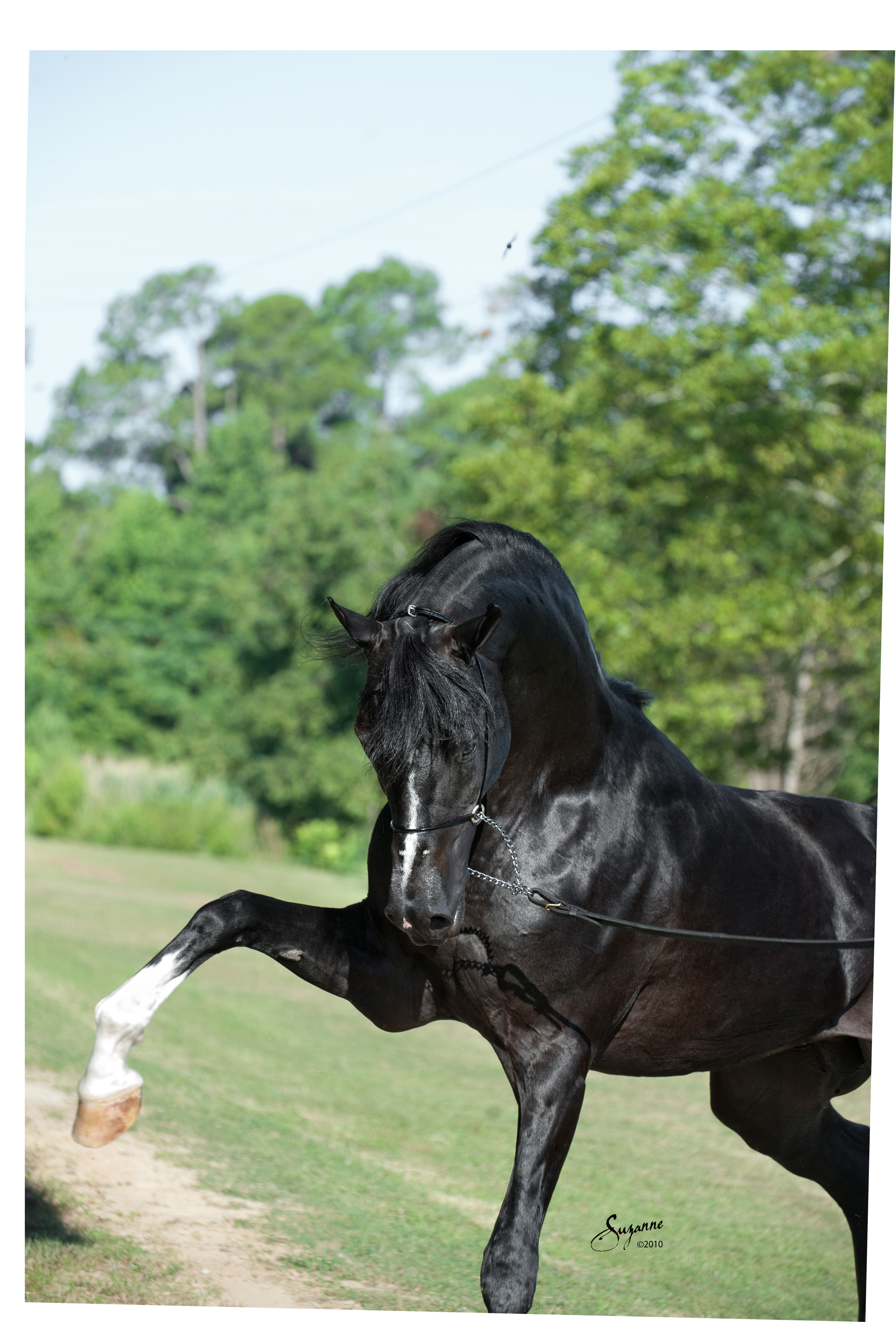 Sundance Kid V :: Arabian Horse Association of Arizona